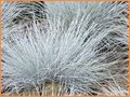Festuca