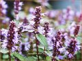 Agastache