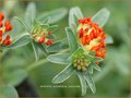 Anthyllis