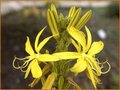 Asphodeline