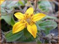 Chrysogonum
