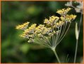 Foeniculum