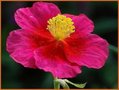 Helianthemum