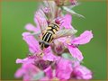 Lythrum