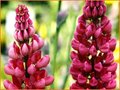 Lupinus