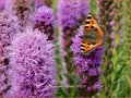 Liatris