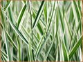 Phalaris