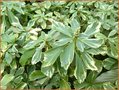 Pachysandra