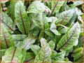 Rumex