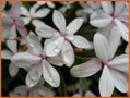 Rhodohypoxis