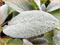 Stachys