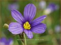 Sisyrinchium