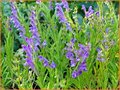 Scutellaria
