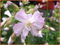 Saponaria