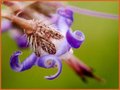 Trachystemon