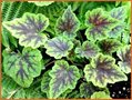 Tiarella