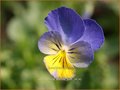 Viola