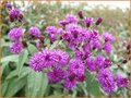 Vernonia