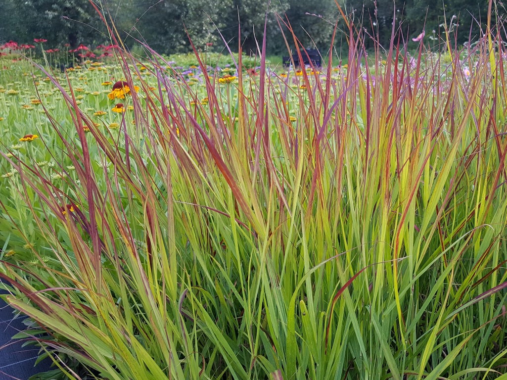 Nazomer Vaste Planten
