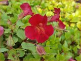 Mimulus cupreus 'Roter Kaiser' | Maskerbloem | Kupferrote Gauklerblume