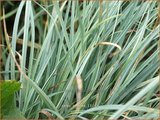 Carex panicea | Blauwe zegge