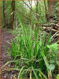Carex pendula | Hangende zegge