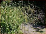 Carex pendula | Hangende zegge