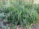 Carex pendula | Hangende zegge, Zegge