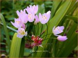 Allium roseum | Roze look, Look | Rosablühender Lauch