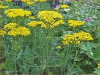 Achillea 'Helios'