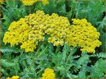 Achillea 'Helios'