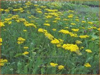 Achillea 'Helios'