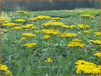 Achillea 'Helios'