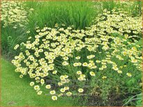 Anthemis hybrida 'Wargrave'