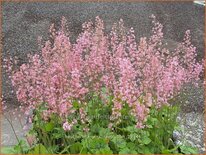Heucherella 'Pink Revolution'