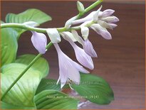 Hosta 'Sum and Substance'
