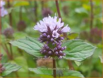 Mentha piperita 'Eau de Cologne'