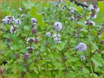 Mentha piperita 'Eau de Cologne'