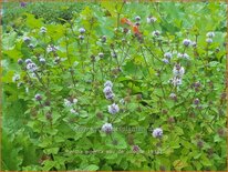 Mentha piperita 'Eau de Cologne'