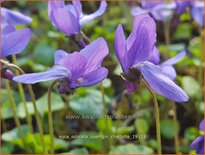 Viola odorata 'Königin Charlotte'