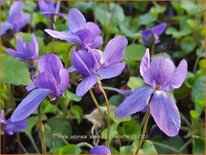 Viola odorata 'Königin Charlotte'