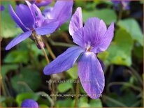 Viola odorata 'Königin Charlotte'