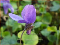 Viola odorata 'Königin Charlotte'