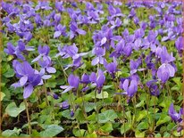 Viola odorata 'Königin Charlotte'