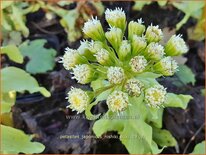 Petasites japonicus 'Nishiki-Buki'
