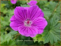Geranium sanguineum 'Hannelore'