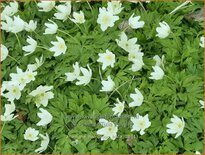 Anemone nemorosa 'Hilda'
