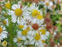 Aster ericoides 'Weisser Zwerg'
