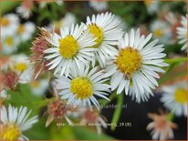 Aster ericoides 'Weisser Zwerg'