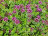 Phuopsis stylosa 'Purpurea'